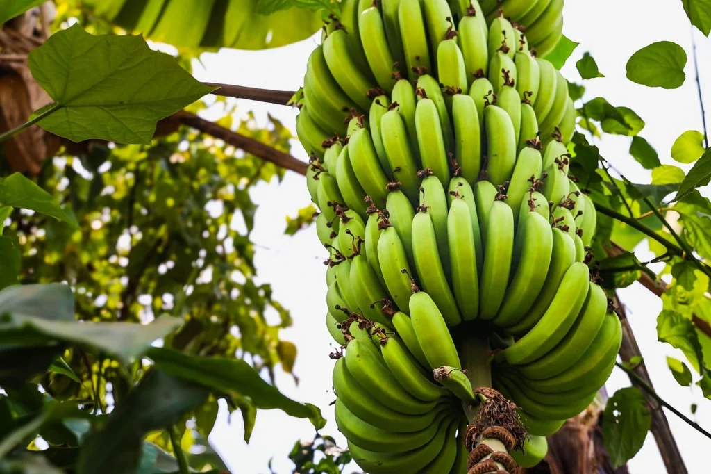 Banana Crop In Maharashtra