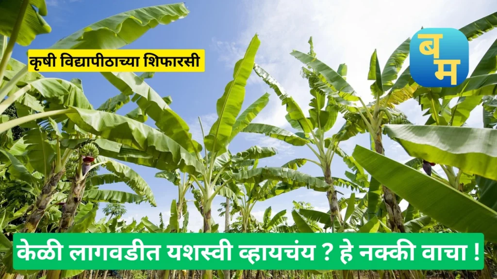 Banana Crop In Maharashtra