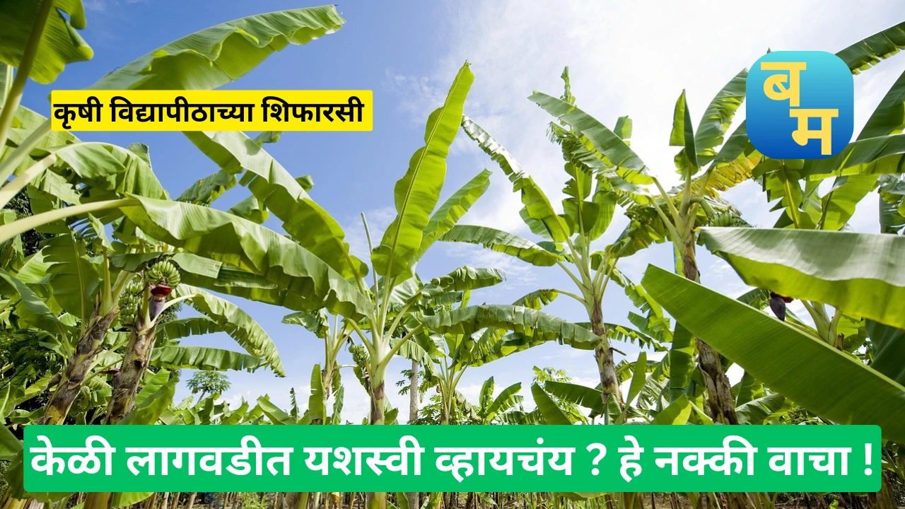 Banana Crop In Maharashtra