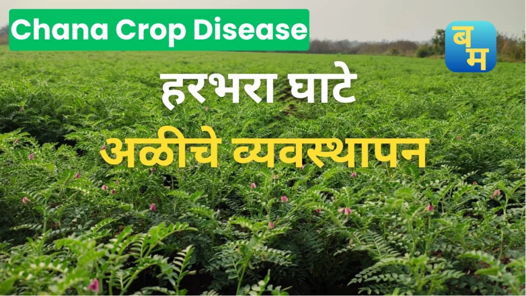 Chana Crop Disease