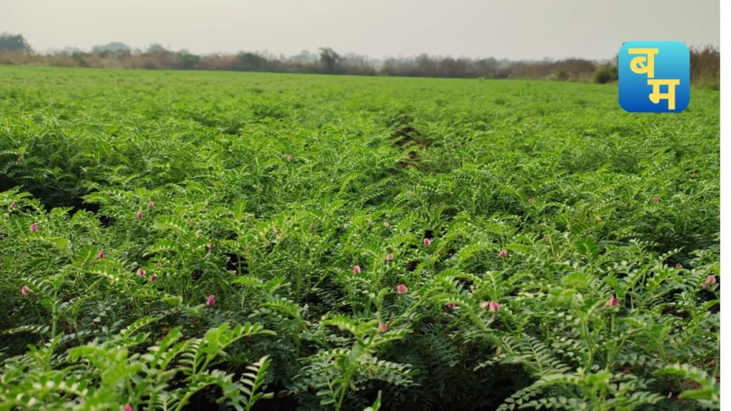 Chana Crop Disease