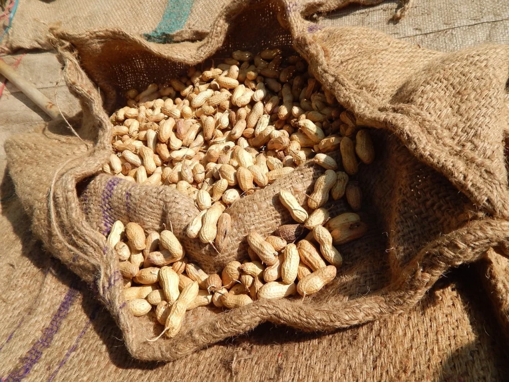 Groundnut Cultivation