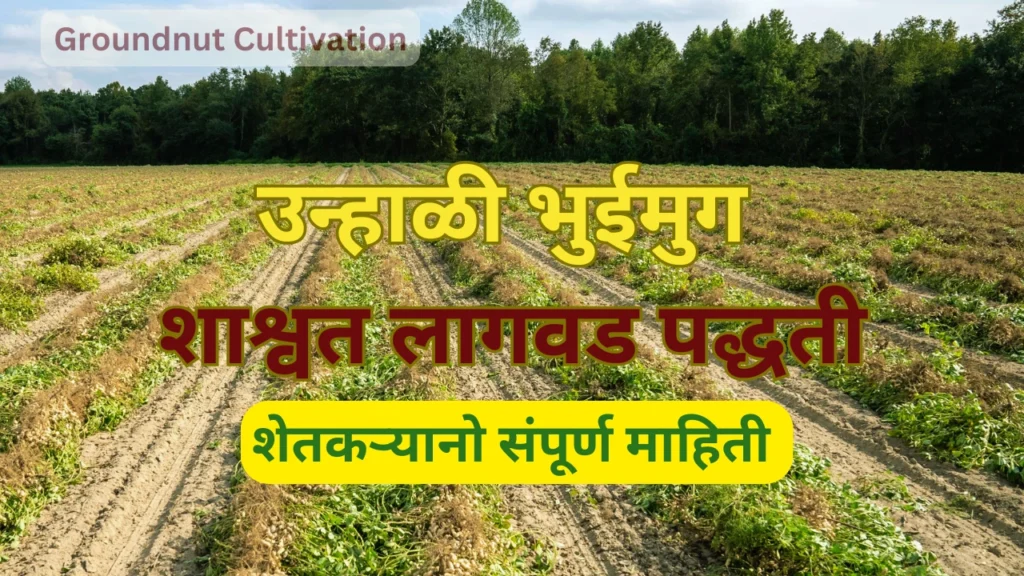 Groundnut Cultivation
