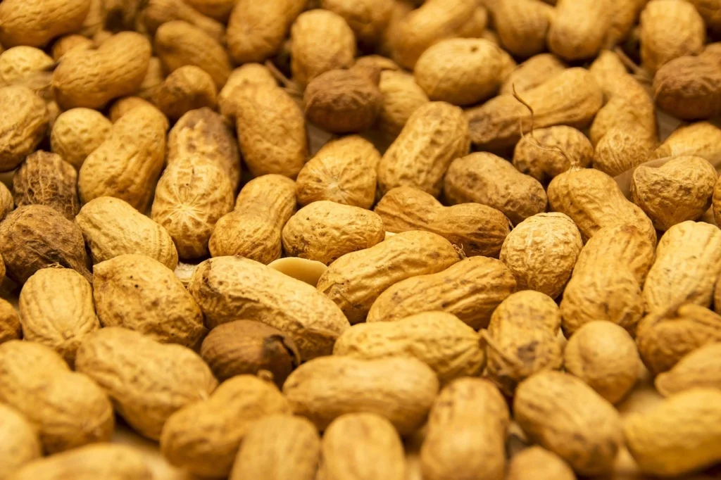 Groundnut Cultivation