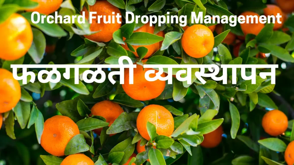 Orchard fruit drop
