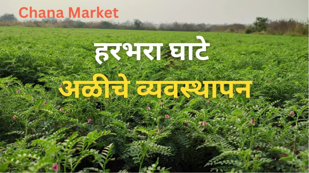 chana market