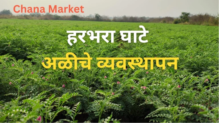 chana market