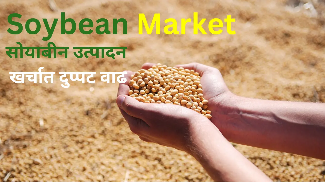soybean market