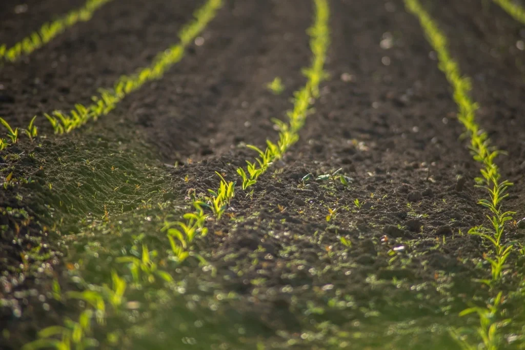 kharip crop planning