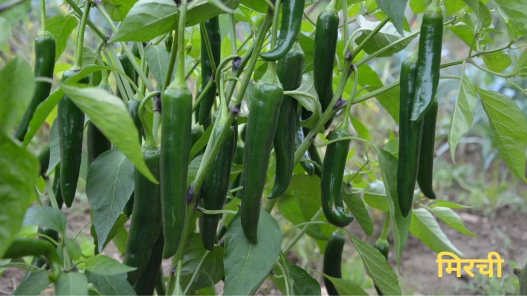 Vegetable Crop Management