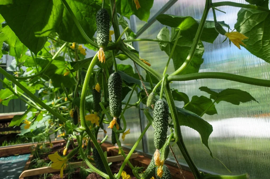 vegetable crop management
