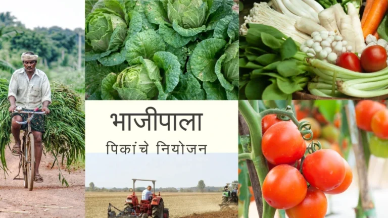 Vegetable Crop Management