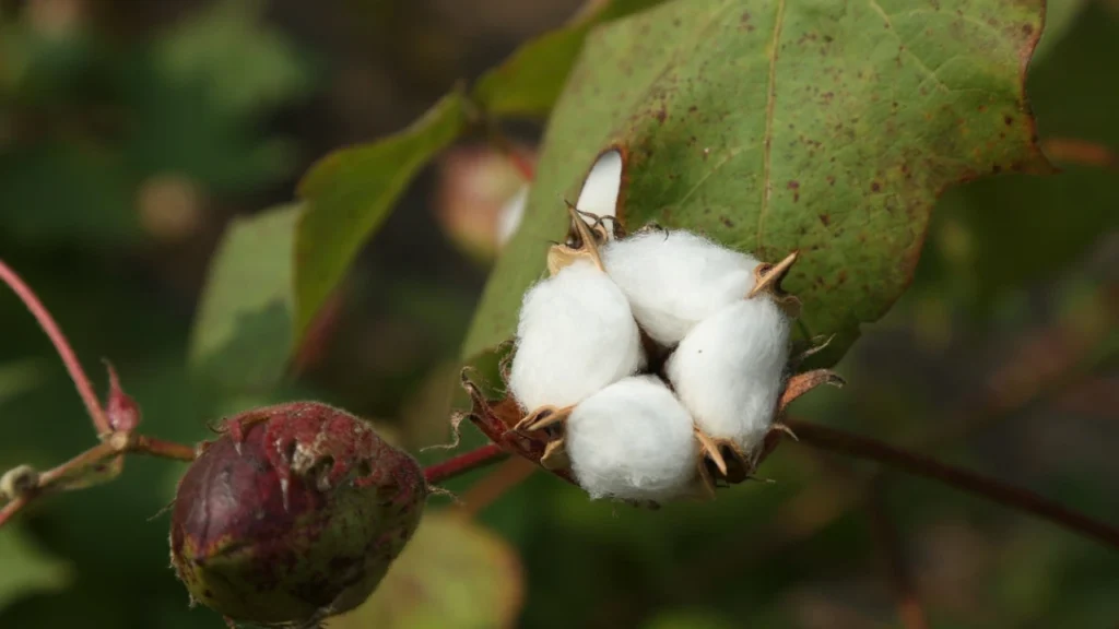 cotton crop diseases