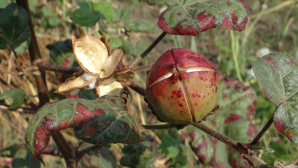 cotton crop