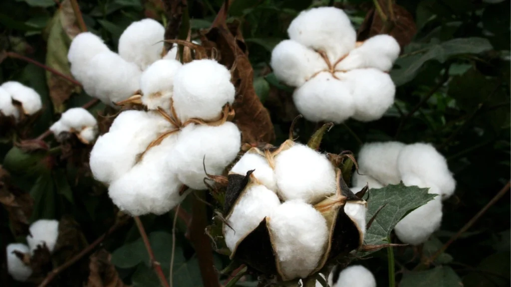 cotton crop