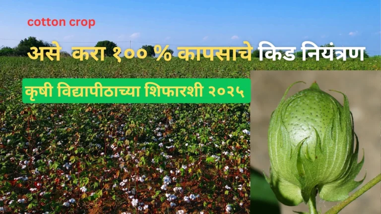 cotton crop