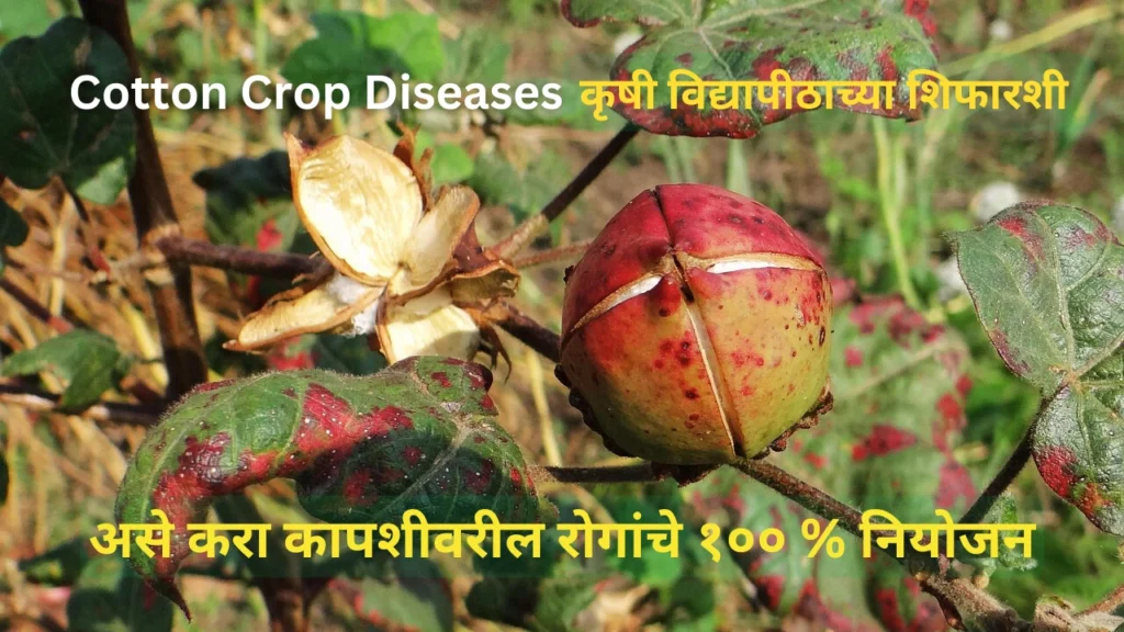 cotton crop diseases