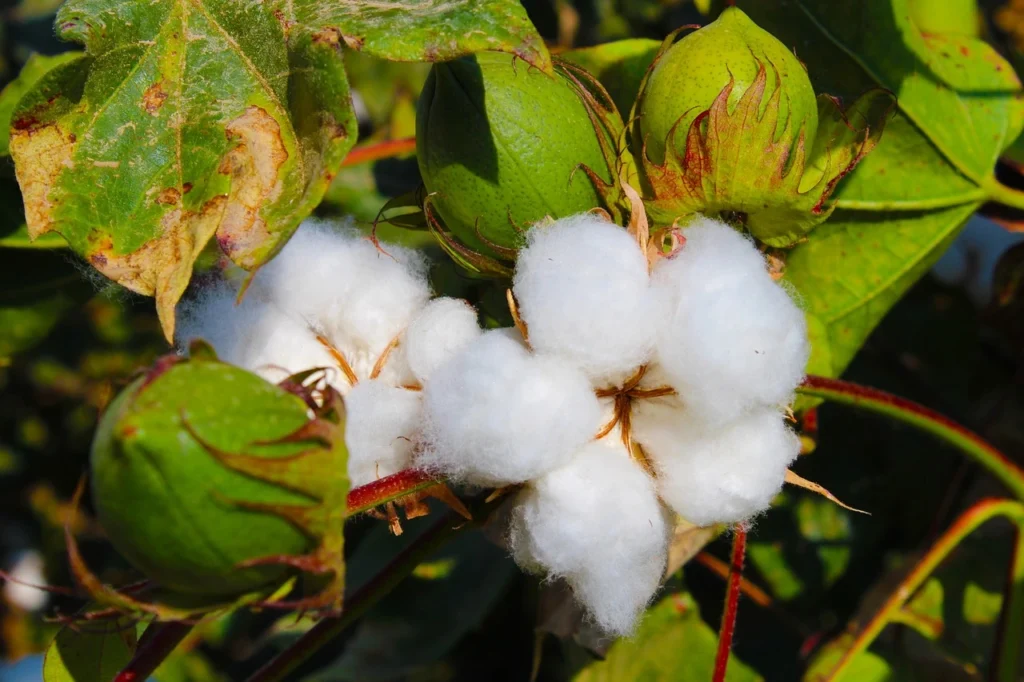 cotton crop diseases