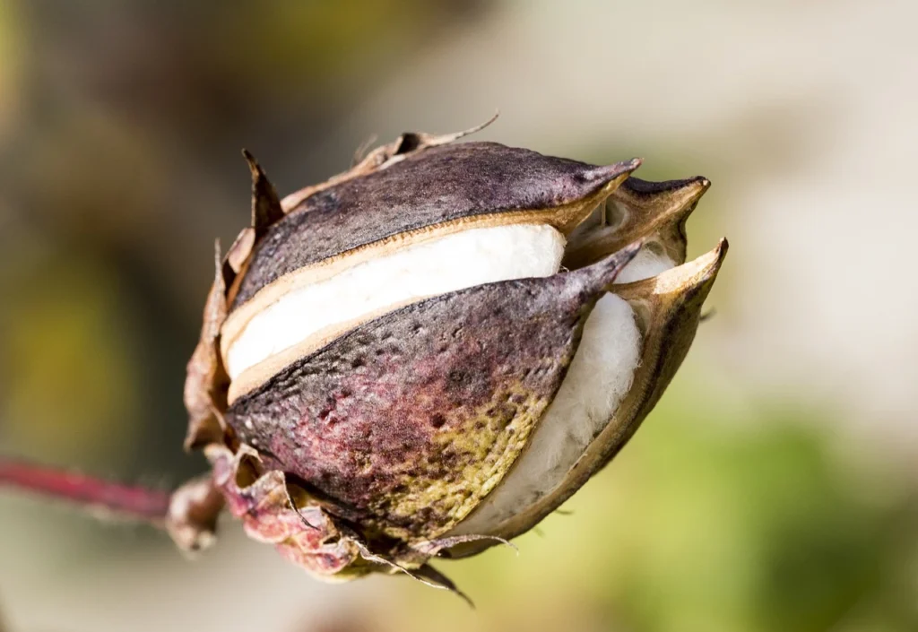 cotton crop diseases
