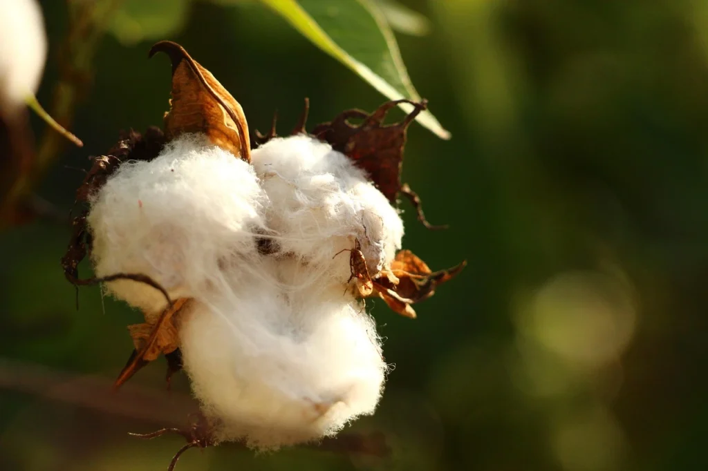 cotton crop diseases