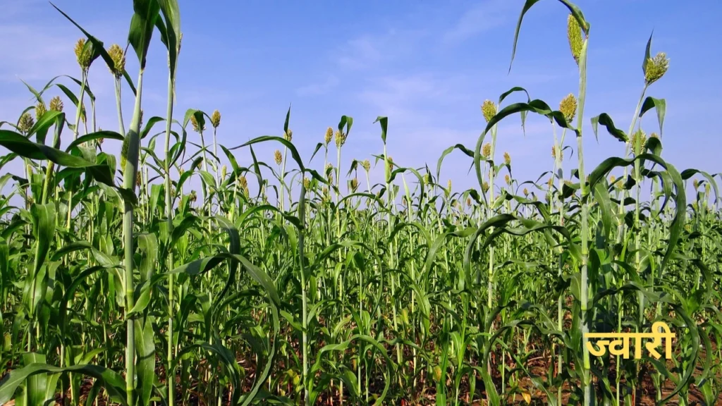 Zinc in agriculture