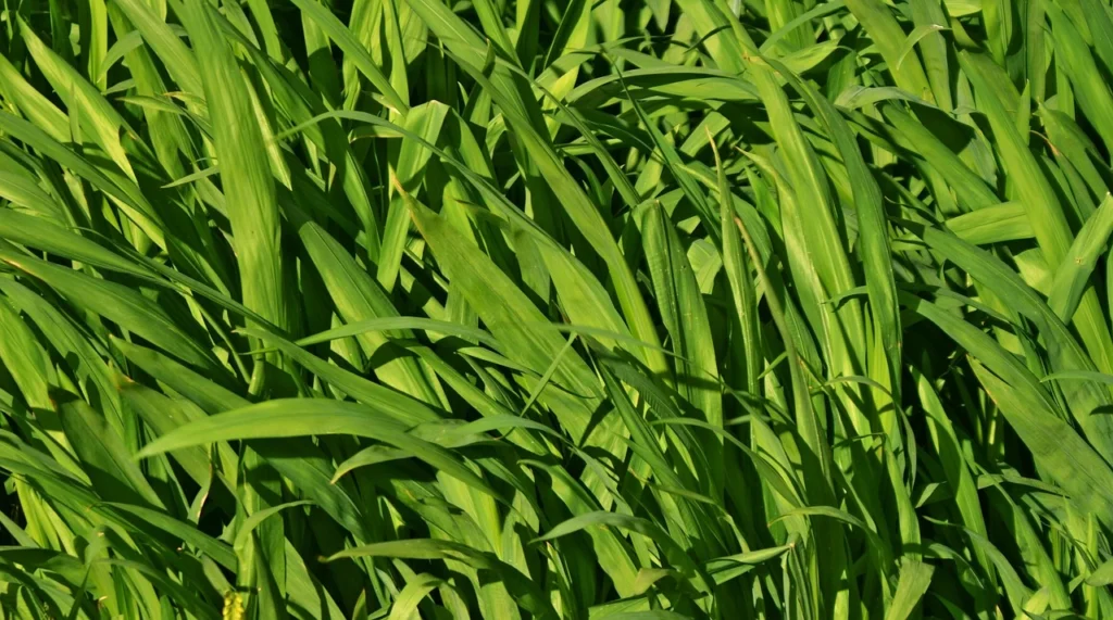 fodder cultivation