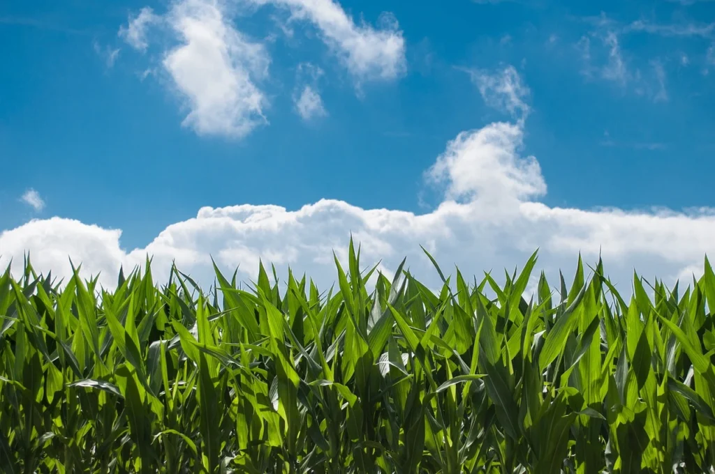 zinc in agriculture