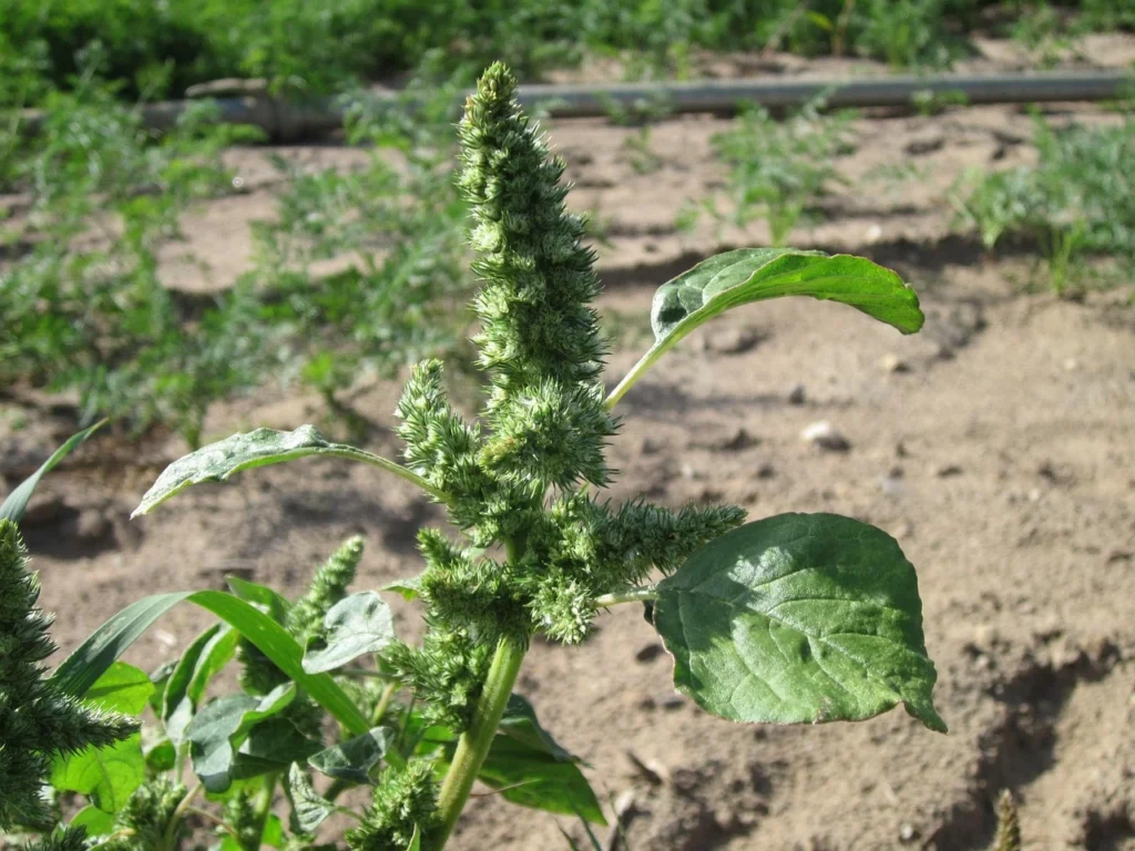 fodder cultivation