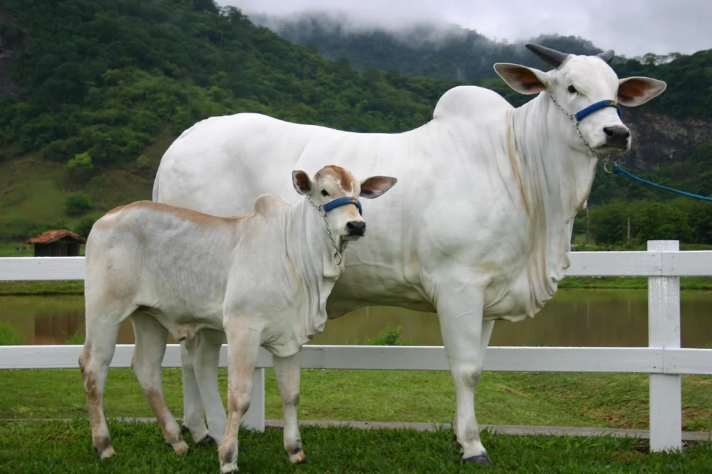 fodder cultivation