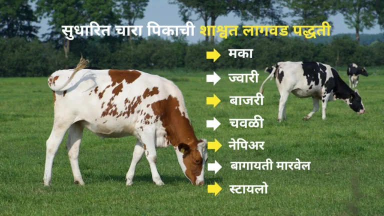 fodder cultivation