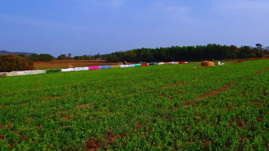 pulses market