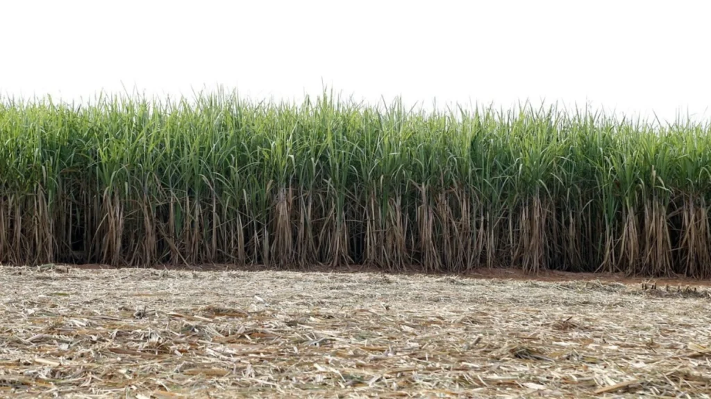 Adsali Sugarcane