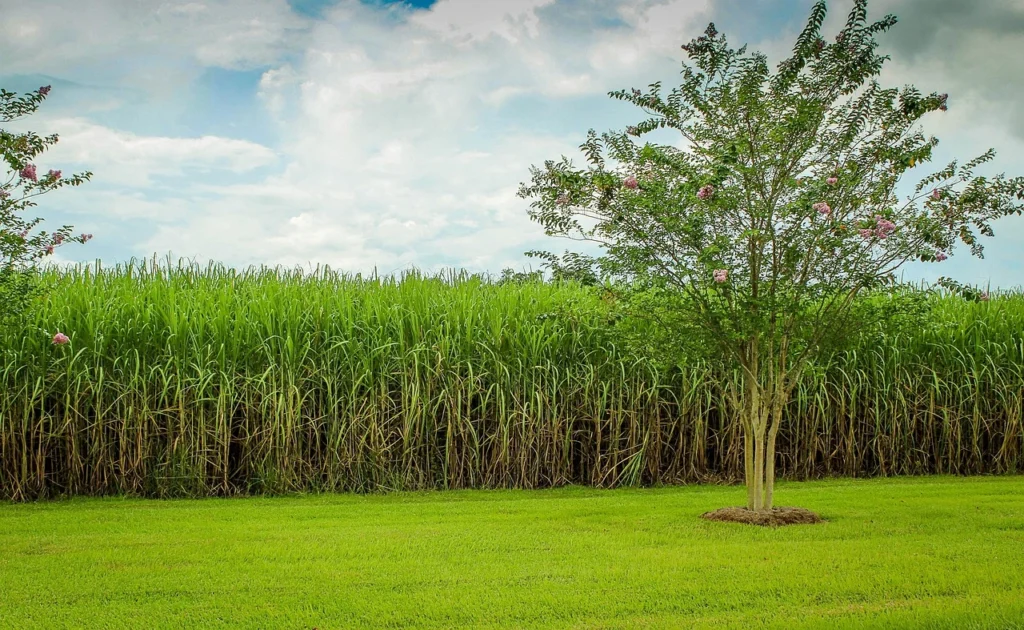 Adsali Sugarcane