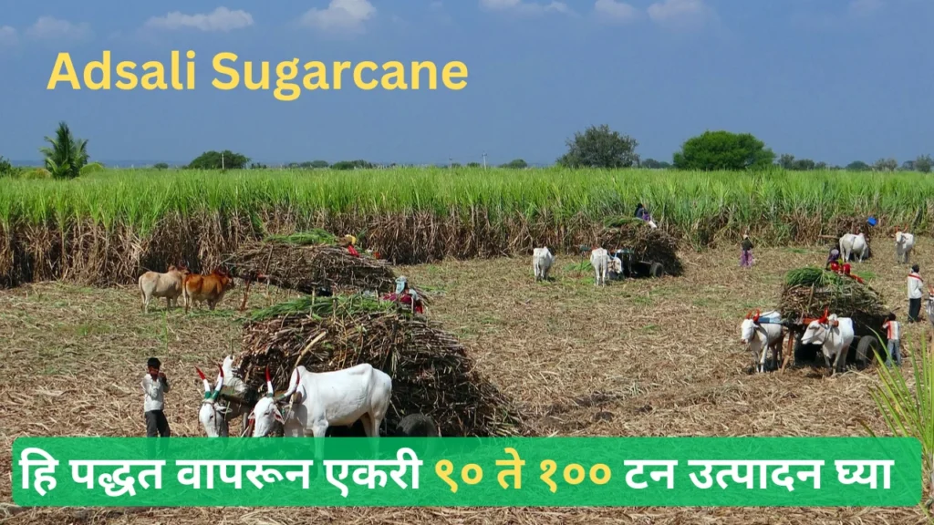 Adsali Sugarcane