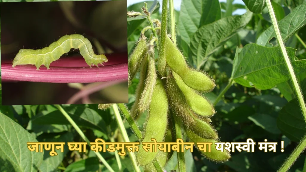 Soybean Crop Diseases