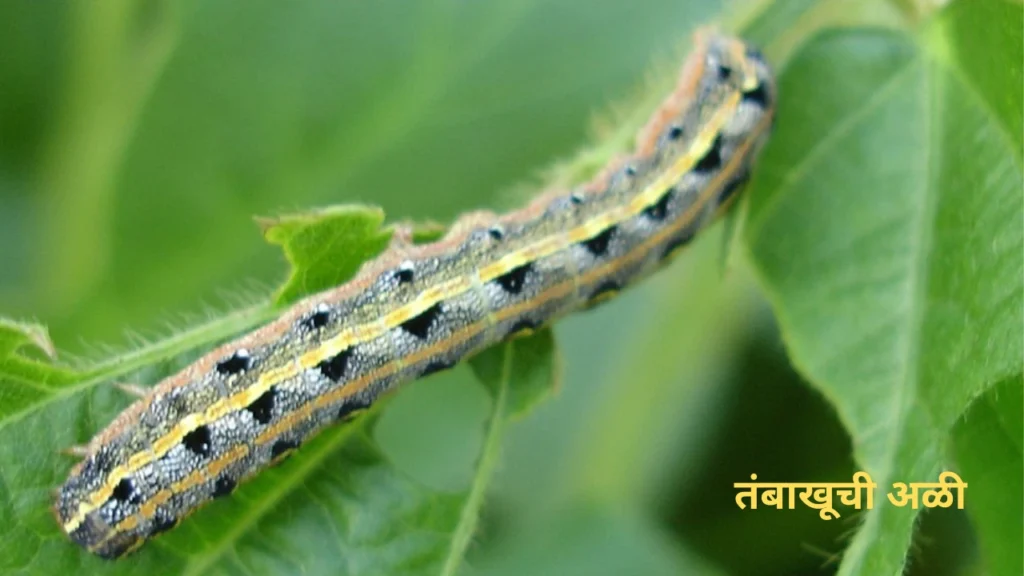 Soybean Crop Diseases