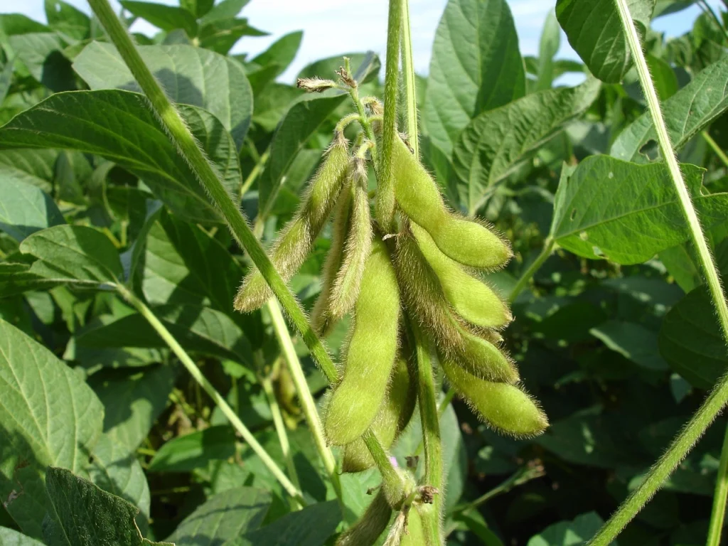 Soybean Plant Diseases