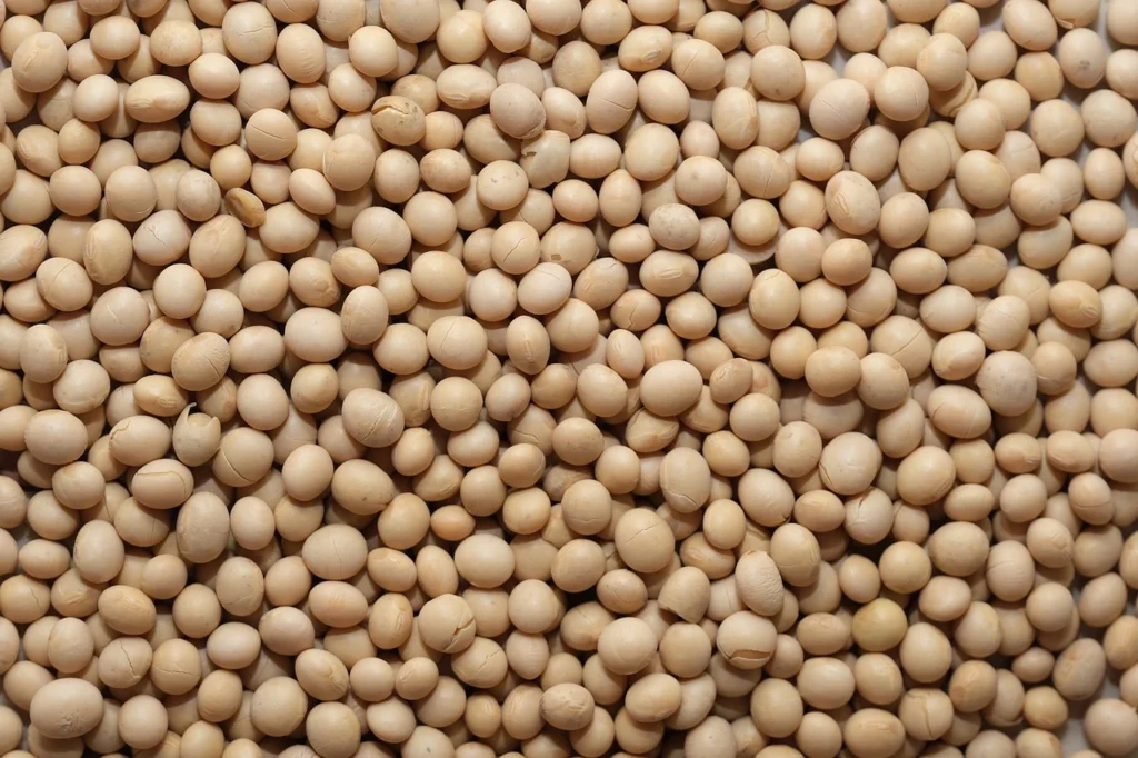 Soybean Plant Diseases