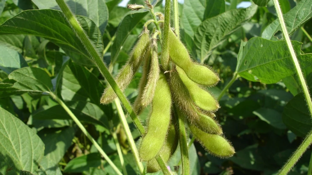 soybean crop in Marathi