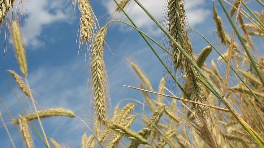 Zinc in agriculture