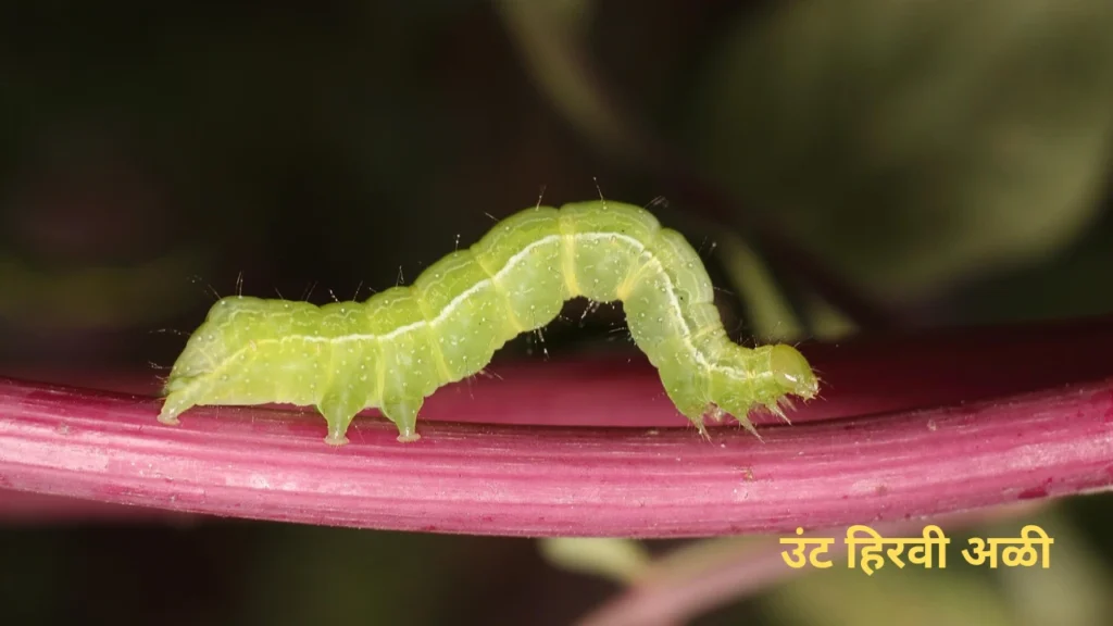 Soybean Crop Diseases